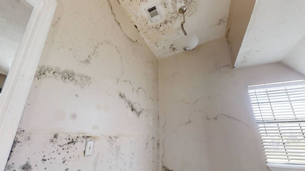 Best Commercial Mold Inspection  in Red Lake Falls, MN