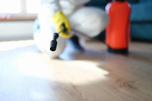 Best Black Mold Removal  in Red Lake Falls, MN