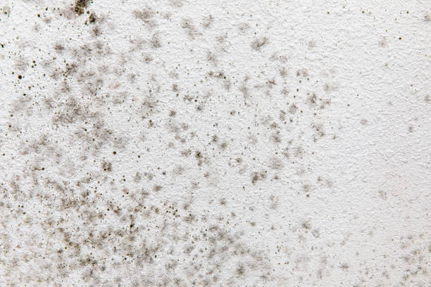Best Mold Removal for HVAC Installations  in Red Lake Falls, MN