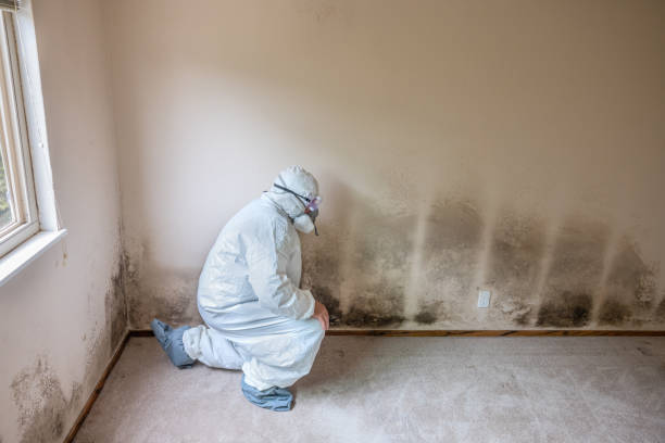 Best Mold Damage Restoration  in Red Lake Falls, MN