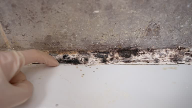 Best Environmental Consulting for Mold Prevention  in Red Lake Falls, MN